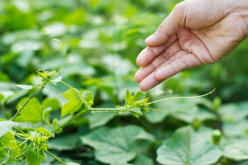 women hand watering young plants in sunshine on green 