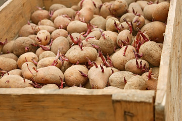 Potato in wooden box before planting