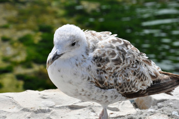 gabbiano