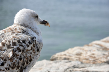 gabbiano al mare