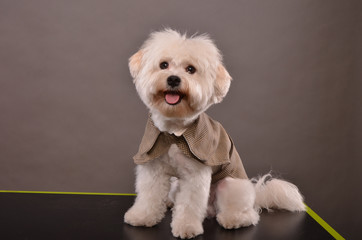 Cute Maltese puppy