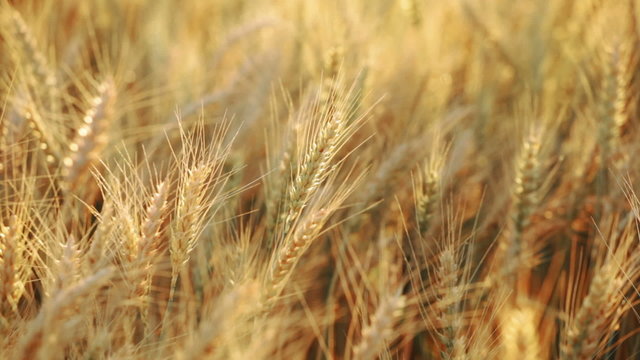 Wheat or barley plants on field