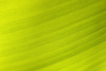 Texture background of backlight fresh green banana Lea