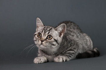 Fototapeta na wymiar British Shorthair kitten