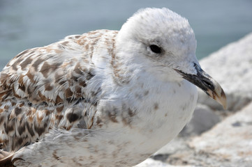 gabbiano primo piano