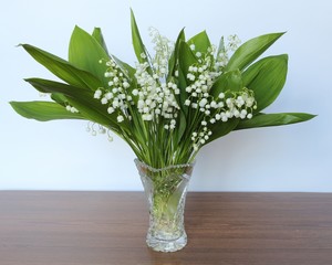 lily of the valley