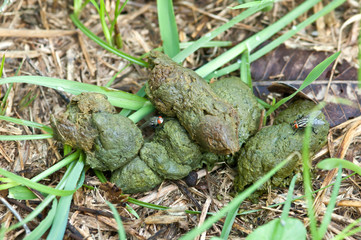 dog shit
