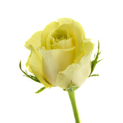 yellow-green rose