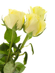 Obraz premium yellow-green rose