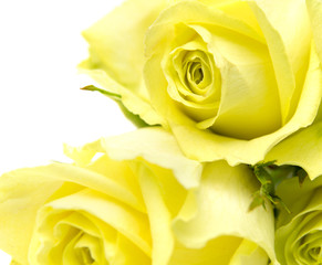 yellow-green rose