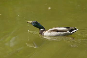 Mallard drinks