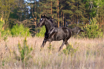 Naklejka premium Young black mare run at field against trees