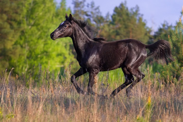 Young black mare run at field against trees