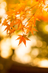 Autumn leaves.