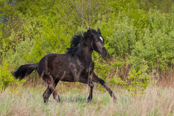 Fototapeta na wymiar Young black mare run at field against trees