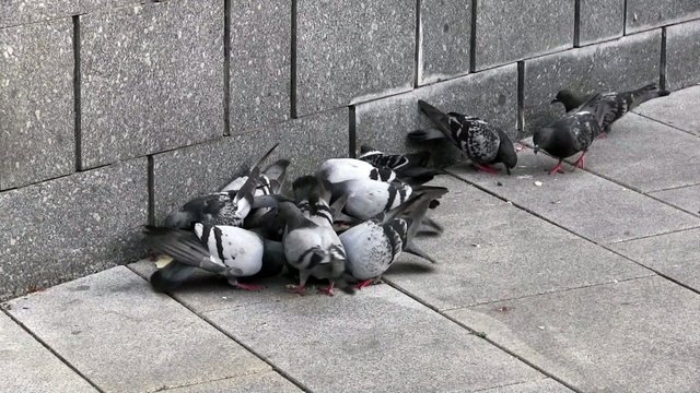 City hungry doves