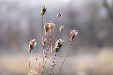 Light rime on winter flowers over blurred nature background