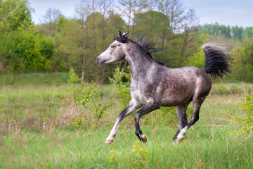 Obraz na płótnie Canvas Grey arabian horse run gallop in field