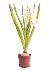 Hyacinth in a pot isolated on white background