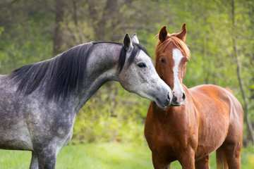 Obraz premium Beautiful red and grey colour arabian horse couple in love