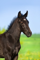 Fototapeta na wymiar Beautiful black colt portrait on pasture