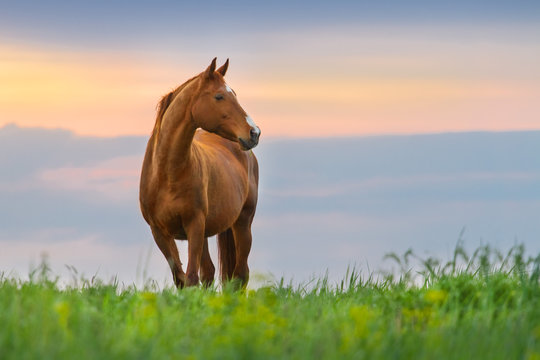 Fototapeta Beautiful red mare on green pasture against sunset sky