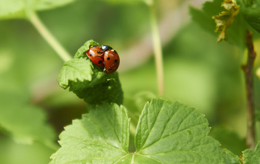 Божья коровка 