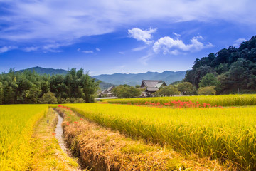 Countryside bloom of red spider lily. 