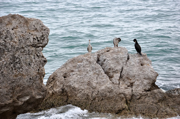 gabbiani - trieste