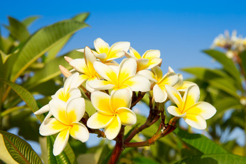 Frangipani flowers