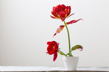 tulips in pot on white background