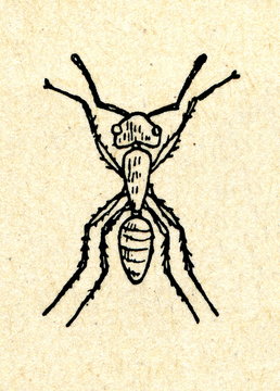 Wingless ant female - worker