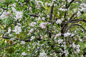 flowering fruit tree