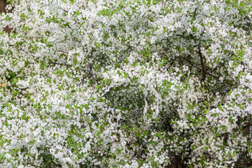 flowering fruit tree