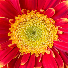 Gerbera