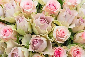 Beautiful roses background