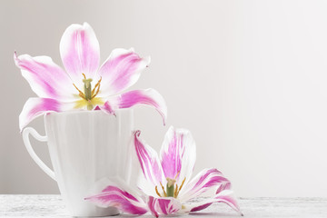 pink tulips on white background