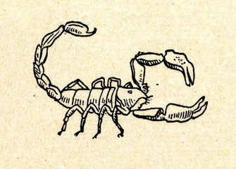Fototapeta na wymiar Scorpion
