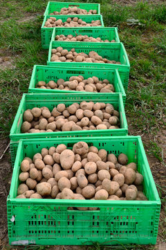Saatkartoffeln, h.