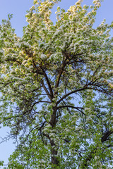 flowering fruit tree