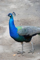 Fototapeta premium Peacock portrait.