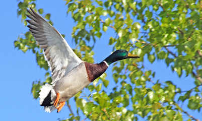 Mallard Duck with its distinctive markings flying free 
