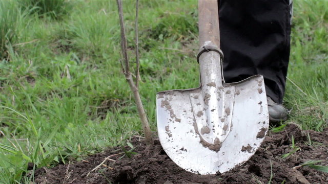 walnut planted