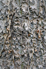 Old tree with ivy