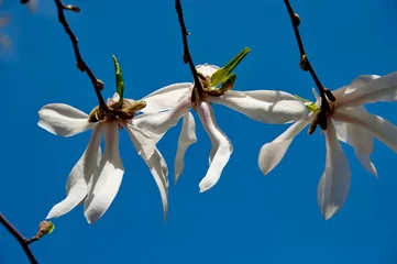 Photo sur Aluminium Magnolia Magnolia blanc sur fond de ciel