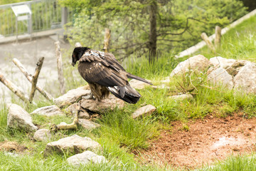 bearded vulture