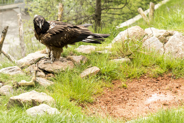 bearded vulture