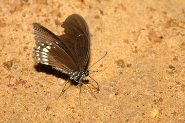 Fototapeta na wymiar brown butterfly on the sand