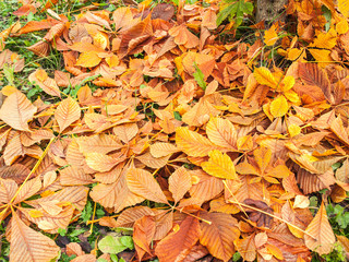 fallen chestnut leaves