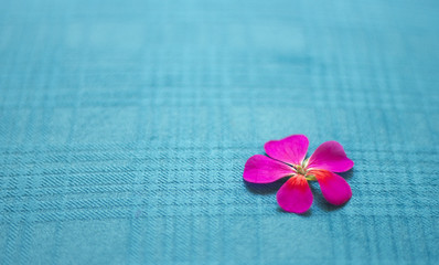minimalist five-petal flowers, texture and background